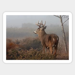 Big Buck - White-tailed Deer Sticker